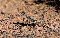 Toad headed agama {Phrynocephalus versicolor} Gobi Desert, Mongolia
