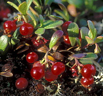 Alpine bearberry (Arctostaphylos uva-ursi) September, Siberia, Russia