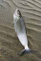 Fish caught in fishing net in Pechora River, Russia
