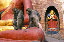 Rhesus macaques {Macaca mulatta} at Buddist Monkey Temple, Swayambunath, Kathmandu, Nepal