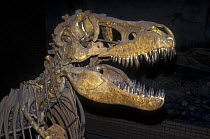 The skull of Tarbosaurus dinosaur from Upper Cretaceous period of Mongolia, Paleonotlogical Institue RAN, Moscow, Russia