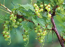 Redcurrant bush (Ribes rubrum) with green unripe berries, Russia