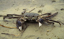 Rare freshwater Chinese crab, Lake Khanka, Khankaiskiy Zapovednik / Reserve, Ussuriland, Primorsky, SE Siberia, Russia