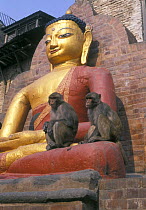 Rhesus macaques {Macaca mulatta} at Buddist Monkey Temple, Swayambunath, Kathmandu, Nepal