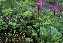 {Bergenia pacifica} and {Phyllodoce sp} flowering on alpine tundra, Sikhote-Alin Mountains, 1200-1600m, Primorsky, SE Siberia, far east Russia  (Ussuriland)