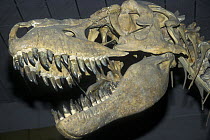 The skull of Tarbosaurus dinosaur from Upper Cretaceous period of Mongolia, Paleonotlogical Institue RAN, Moscow