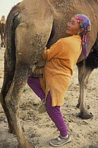 Woman milking a domesticated  Bactrian camel, Gobi Desert, Mongolia