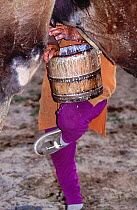 Woman milking a Bactrian camel, Gobi Desert, Mongolia