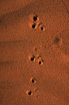 Tracks of desert Jerboa in sand, Gobi desert, Mongolia