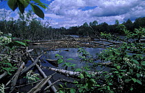 River Bikin (right tributary of Ussuri river) with complex Elm-Ash subtropical forest in summer, Ussuriland, Sikhote-Alin Range, Primorsky, SE Siberia, Russia.  Forests rich in biodiversity.