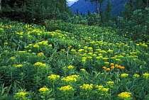 Subalpine meadow with flowering Spurge (Euphorbia lutescens) in Altai-Sayan Region, "Kuznetskiy Alatau" Zapovednik, July, 1300m, Siberia, Russia