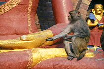 Rhesus macaque {Macaca mulatta} extending hand in 'begging' posture, at Buddist Monkey Temple, Swayambunath, Kathmandu, Nepal