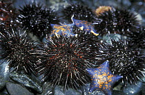 Sea-urchins (Strongylocentrotus pulchellus) and Starfish, Sea of Japan, Peter Great Gulf, SE Russia