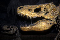 The skull of Tarbosaurus dinosaur from Upper Cretaceous period of Mongolia, Paleontological Institue RAN, Moscow, Russia