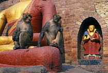 Rhesus macaques {Macaca mulatta} in Buddists' Monkey Temple (Swayambunath), Kathmandu, Nepal