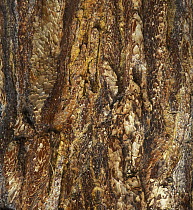 Korean Pines (Pinus koraiensis) bark with resin channels, Siberia, Russia