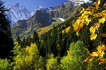Autumn landscape, Buu-Ulgen valley with view on Buu-Ulgen peak (3917m) Teberdinsky Zapovednik,  Caucasus Mountains, Karacheyevo Cherkessiya, Russia