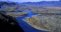Upper reaches of Yenisei River in desert-steppe landscape with poplar riparian woods, Tuva, S Siberia, Russia. 2001