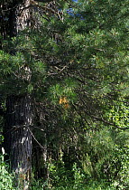 Siberian pine (Pinus sibirica) Yenisei River, Siberian taiga, Siberia, Russia