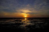 Sunset over wetlands, lower reaches of Pechora river, Nenetskiy Zapovednik reserve, tundra zone, Russia