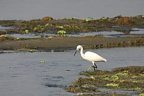 Little egret {Egretta garzetta} Wetlands, Russia