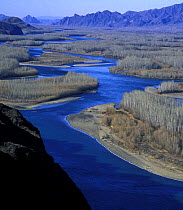 Upper reaches of Yenisei River in desert-steppe landscape with poplar riparian woods. Tuva, Siberia, Russia 2001