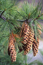 Fir cones of Bhutan Pine (Pinus wallichiana) Himalayas, Nepal