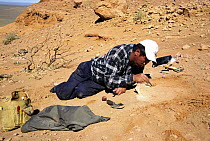 Paleontologist from Russian-Mongolian team searching for dinosaur fossils, Khermiyn-Tsav canyon, Gobi desert, Mongolia