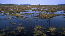 Upland Far East swamp with dead larch trees (marr) Sikhote-Alin mountainous plateau (1000 m) Russia Breeding site of the Hooded Crane. (Ussuriland)