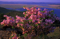 {Rhododendron schlippenbachii} flowering on hills of Khasan area at the border with N Korea, Khasanskiy Nature Park, Ussuriland, Primorsky, SE Siberia, far east Russia