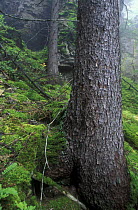 Dahurian larch tree , Lenskie Stolby Nature Reserve, Yakutia-Sakha, East Siberia, Russia