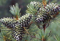 Green cones of Korean Pine (Pinus koraiensis) in the Ussurian forests, SE Siberia, Russia
