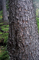 East Siberian taiga with Dahurian larch tree trunk, Lenskie Stolby reserve, Len Republick, Yakutia-Sakha, Siberia, Russia