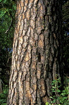 Trunk of Scots Pine (Pinus sylvestris) in NW Altai region, Siberia, Russia