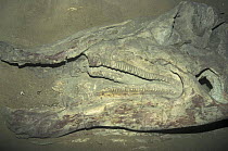 Fossil skull of Hadrosaur dinosaur from Gobi desert, Ulan-Baator museum, Mongolia