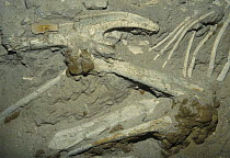 Fossil of the pelvis of Dinosaur from Gobi desert, Mongolia, cretaceous period, Ulan-Baator museum