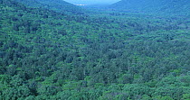 Panorama of Ussurian taiga with Manchurian Fir (the highest trees with dark crown) at extreme south of SE Siberia near Korean-China border, Kedrovaya Pad Zapovednik reserve, Ussuriland, Primorsky, far...