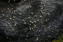 Mosquitos on animal fur in tundra, Pechora River delta, Siberia, N Russia
