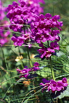 (Betonica grandiflora) Mint Family, Caucasien Alpine meadows, Teberdinskiy Zapovednik reserve, Caucasus mountains, Karacheyevo Cherkessiya, Russia, July