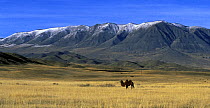 Steppe desert landscape with Bactrian camel, Tuva, Siberia, Russia, October 2001.