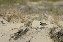 Ringed Plover (Charadrius hiaticula tundrae) on the sandy shore of Barents sea, Nenetskiy Zapovednik reserve in extreme lower reaches of Pechora River, Siberia, Russia