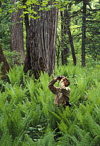 Birdwatcher in Manchurian-type complex riparian forests  (Poplar-Elm-Ash forest with fern) in the river valleys of the Ussuriland, Primorsky, SE Siberia, Russia