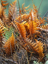 Aepyphite ferns in {Cupressus sp} tree, Coniferous forests of Himalayas, Annapurna trek, Nepal