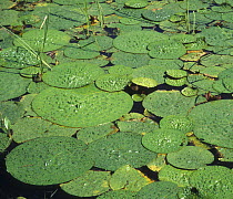 Tropical water lily (Euryala ferox) with giant leaves, in late summer, Ussuriland, SE Siberia, Russia