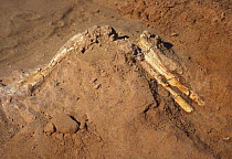 Fossil limb of small dinosaur being dug up in Gobi Desert, Mongolia