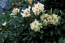 (Rhododendron caucasicum) flowering, Subalpine zone of Caucasus mountains. Teberdinskiy Zapovednik reserve, Karacheyevo Cherkessiya, Russia
