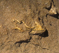 Fossil of skull of small Cretaceous lizard, Gobi desert, Mongolia