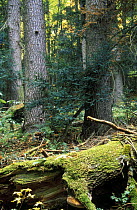 Relic old-growth Spruce-Fir forests of West Caucasus, Arkhyz Region, Teberdinskiy Zapovednik reserve, Karacheyevo Cherkessiya, Caucasus mountains, Russia.