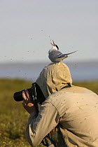 Arctic tern feeding on mosquitos from head of photographer, Nenetskiy Zapovednik reserve, in extreme lower reaches of Pechora River, tundra zone, Russia