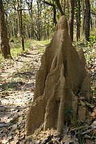Tropical dry forests of southern Nepal, Chitwan Royal National Park, Nepal